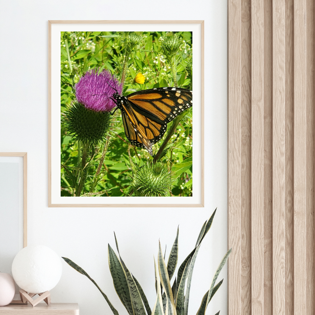 Monarch Butterfly Print