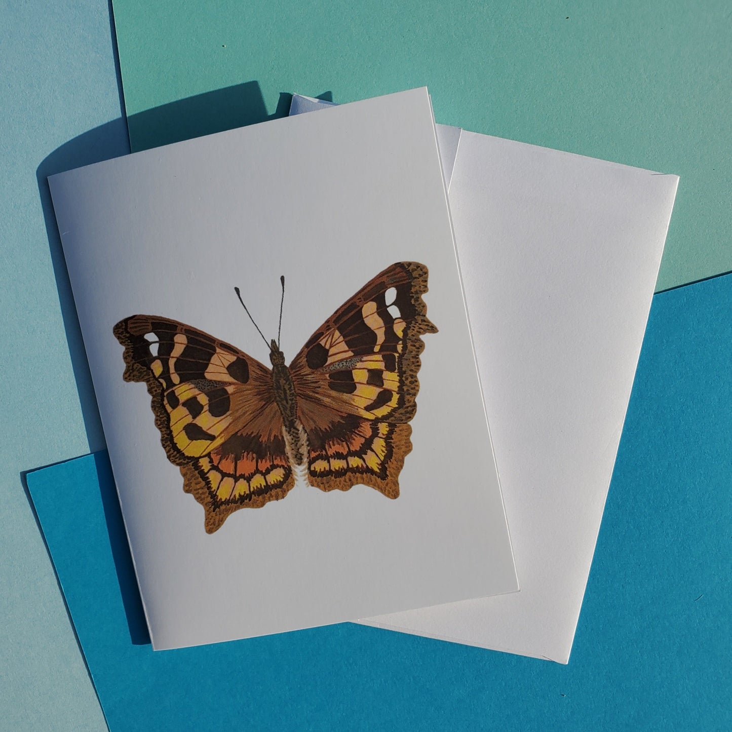 Compton Shell Butterfly Greeting Card