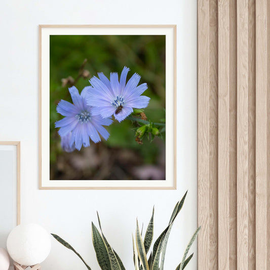 Blue Flower Photo Print