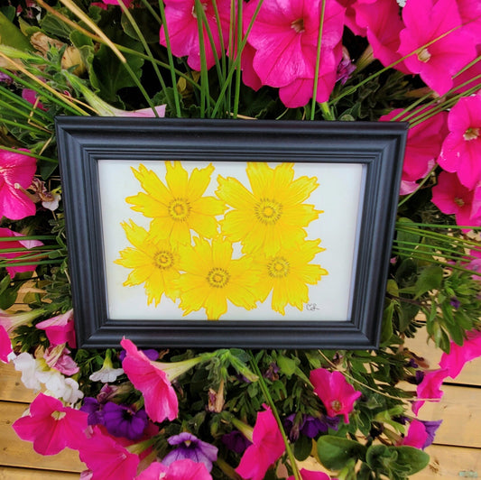 Coreopsis Flower Framed Painting