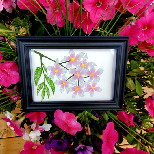 Xanthoceras Sorbifolium Flower Framed Painting