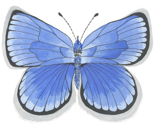 Cinderella Blue Butterfly Print