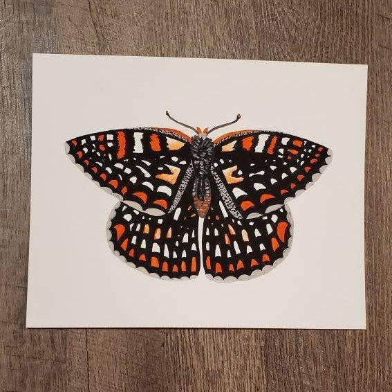 Quino Checkerspot Butterfly Painting