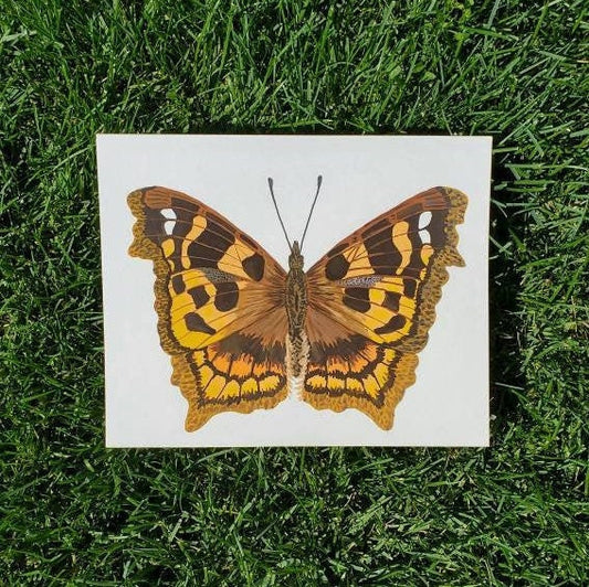 Tortoiseshell Butterfly Painting