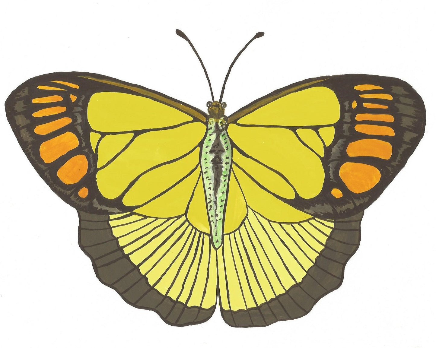 Yellow Orange Tip Butterfly Painting