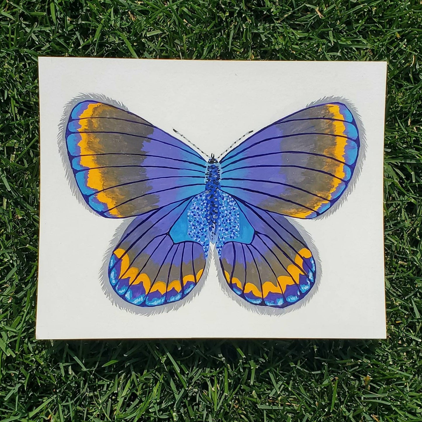 Karner Blue Butterfly Painting