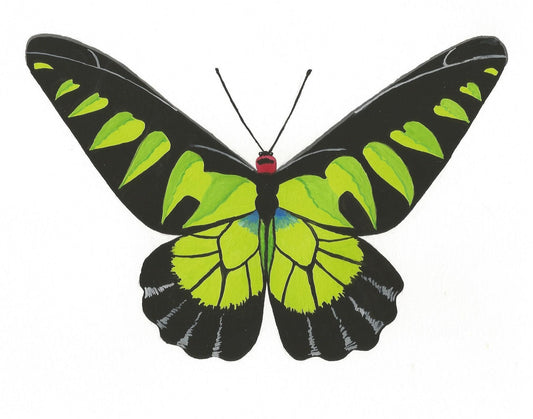 Rajah Birdwing Butterfly Print