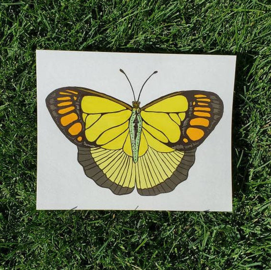 Yellow Orange Tip Butterfly Painting