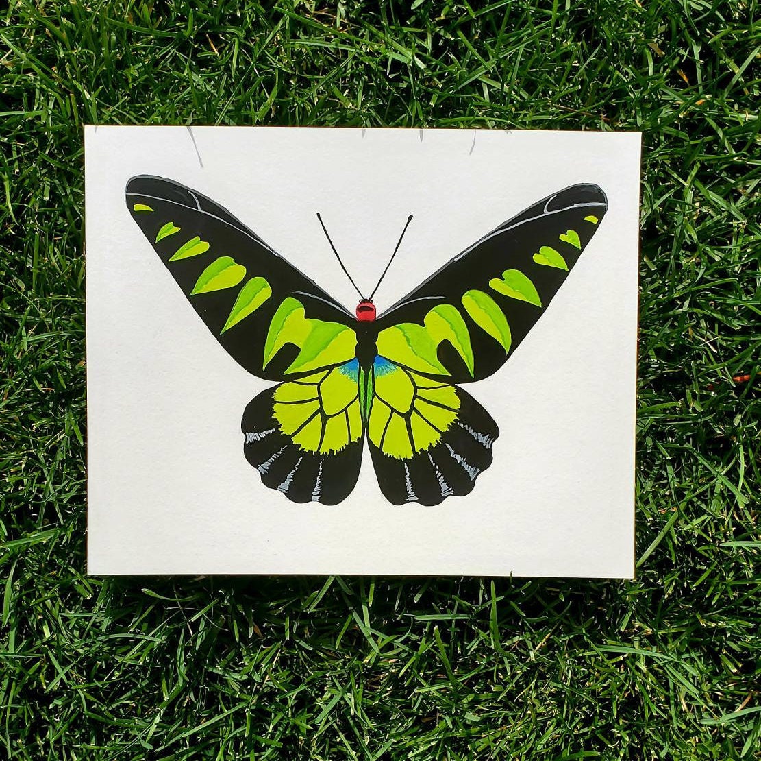 Rajah Brooke's Birdwing Butterfly Painting